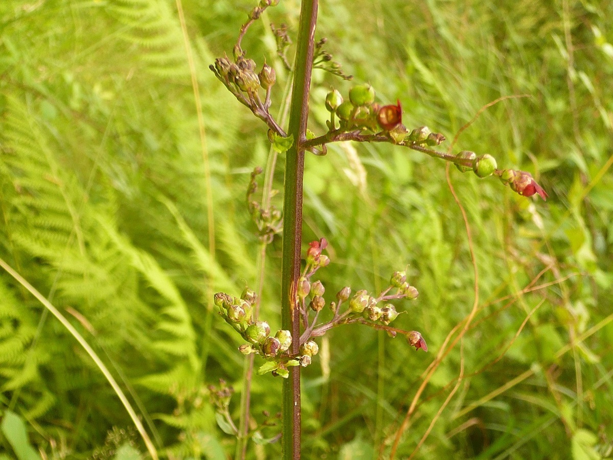 Scrophularia balbisii (Scrophulariaceae)